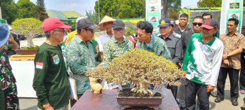 Bonsai Seharga Mobil Mewah Bertarung Di Kontes Nasional Wali Kota Cup