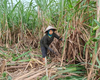 LPI Patuhi Aturan Penguasan Lahan Perkebunan
