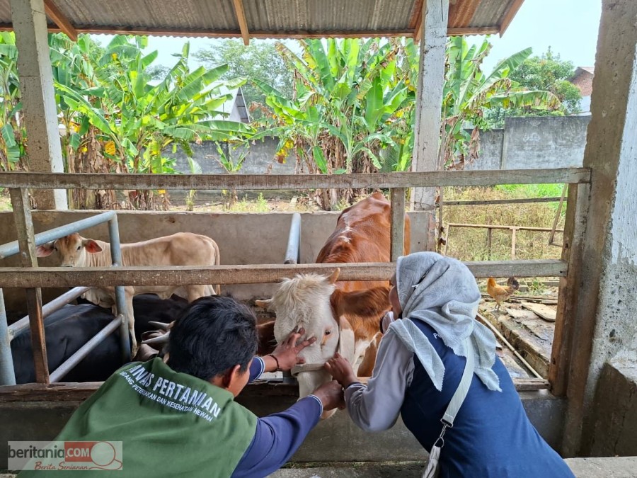 Cegah Penyakit Mulut Dan Kuku Jelang Idhul Adha, Lalu Lintas Hewan Kurban Masuk Lubuklinggau Diawasi